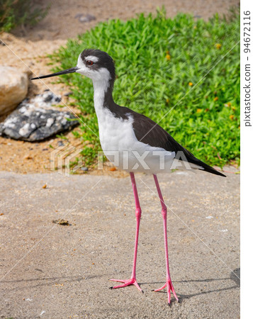 Close up shot of Hawaiian stilt Close up shot of Hawaiian stilt 94672116