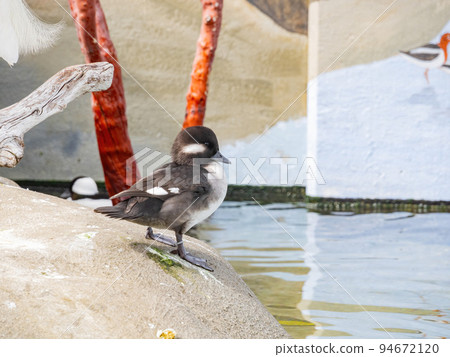 Close up shot of Bufflehead 94672120