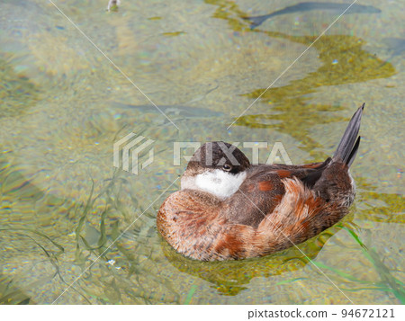 Close up shot of Ruddy duck Close up shot of Ruddy duck 94672121