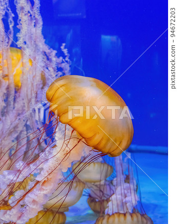 Close up shot of jellyfish swimming Close up shot of jellyfish swimming 94672203