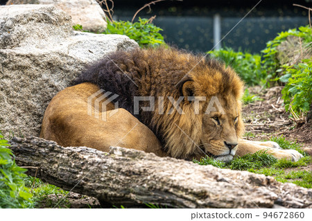 The lion, Panthera leo is one of the four big cats in the genus Panthera 94672860