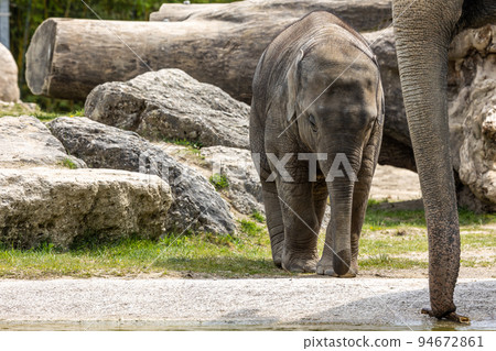 A young little Asian elephant, Elephas maximus also called Asiatic elephant 94672861