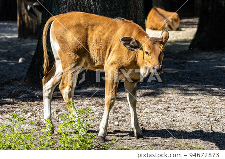 Banteng, Bos javanicus or Red Bull is a type of wild cattle. 94672873