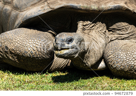 Aldabra giant tortoise, Curieuse Marine National Park, Curieuse, Seychelles 94672879