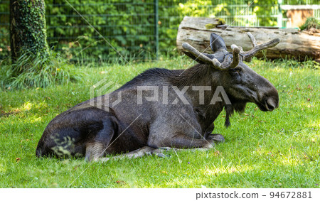 European Moose, Alces alces, also known as the elk European Moose, Alces alces, also known as the elk 94672881