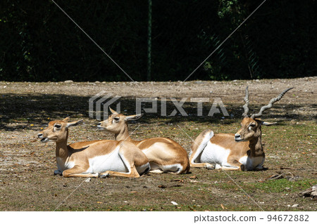 Indian Blackbuck, Antelope cervicapra or Indian antelope. 94672882
