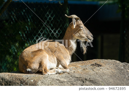 Turkmenian markhor, Capra falconeri heptneri living on the rocks 94672895