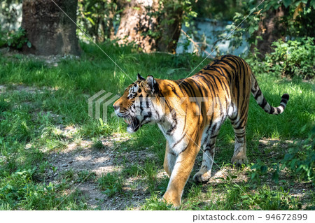 The Siberian tiger,Panthera tigris altaica in a park 94672899