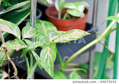 Tricolor Nephthytis,Syngonium podophyllum or ARACEAE or Syngonium or pink leaf Tricolor Nephthytis,Syngonium podophyllum or ARACEAE or Syngonium or pink leaf 94673034