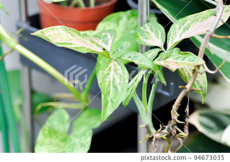 Tricolor Nephthytis,Syngonium podophyllum or ARACEAE or Syngonium or pink leaf Tricolor Nephthytis,Syngonium podophyllum or ARACEAE or Syngonium or pink leaf 94673035