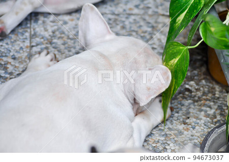 dog or french bulldog, French bulldog or old dog 94673037