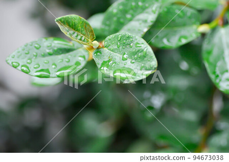ficus pumila or climbing fig or MORACEAE and dew drop 94673038