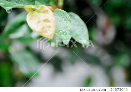 ficus pumila or climbing fig or MORACEAE and dew drop ficus pumila or climbing fig or MORACEAE and dew drop 94673041