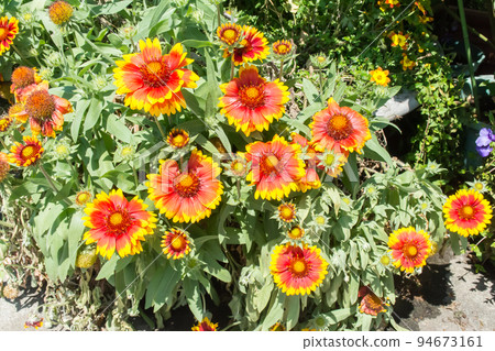 Blooming blanket chrysanthemum 94673161