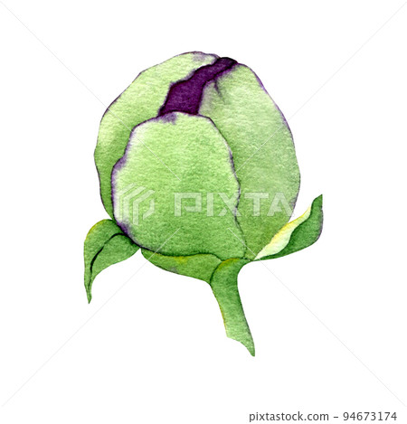 Watercolor closed bud of Peony isolated on white background. Peony flower bud clipart. Hand drawn floral bud illustration. 94673174