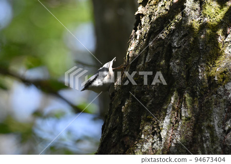 Nuthatch living in Kurohime Kogen Nuthatch living in Kurohime Kogen 94673404
