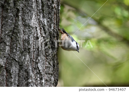 Nuthatch living in Kurohime Kogen 94673407