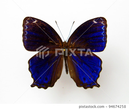 Dark blue butterfly isolated on white. Ptychandra lorquini close up. Collection butterflies. Satyridae. Lepidoptera, insects. Entomology Dark blue butterfly isolated on white. Ptychandra lorquini close up. Collection butterflies. Satyridae. Lepidoptera, insects. Entomology 94674258