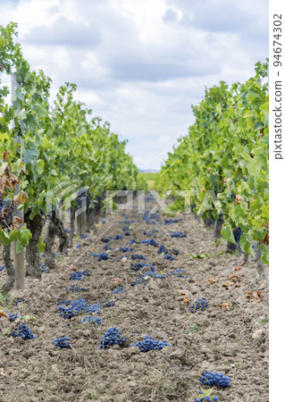 Reduction of ripening grapes to produce highest quality wines in Bordeaux, France 94674302