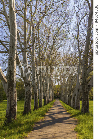 Plane alley in the castle park in Straznice, Southern Moravia, Czech Republic 94674336