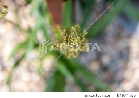 Top view selective focus on maturing seed head of sorghum bicolor 94674439