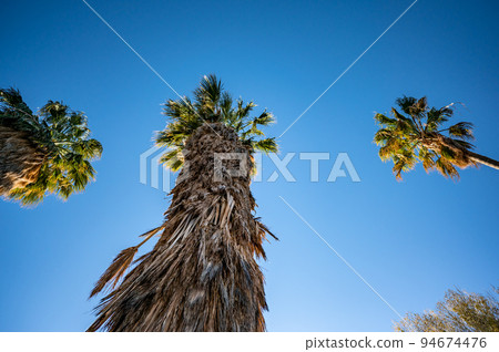 Shaggy palm tree trunk with dead brown fronds to the green live pinnacle.  94674476