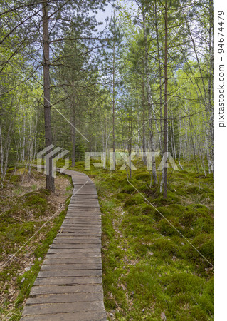 Peat bog near Soumarsky most (Soumarske raseliniste), Nation park Sumava, Czech Republic 94674479