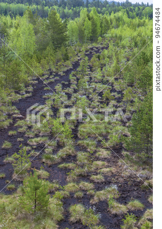 Peat bog near Soumarsky most (Soumarske raseliniste), Nation park Sumava, Czech Republic 94674484
