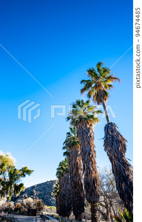 Shaggy palm tree with dead brown fronds being pruned to a bare-bone trunk 94674485