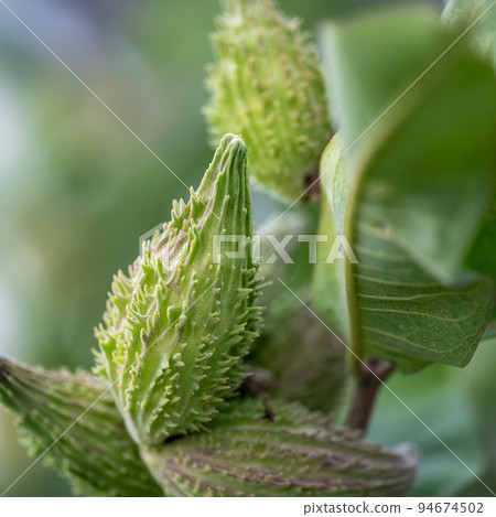 Selective focus on an unopened milkweed follicle seed pod in the fall. Selective focus on an unopened milkweed follicle seed pod in the fall. 94674502
