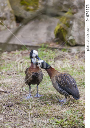 two duck in Jihlava ZOO, Czech Republic two duck in Jihlava ZOO, Czech Republic 94674573