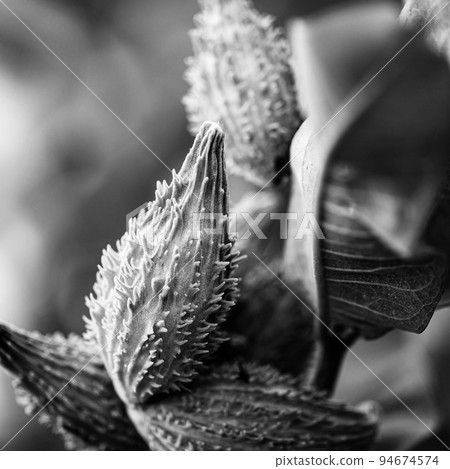 Selective focus on an unopened milkweed follicle seed pod in the fall. Selective focus on an unopened milkweed follicle seed pod in the fall. 94674574