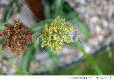 Top view selective focus on maturing seed head of sorghum bicolor 94674601