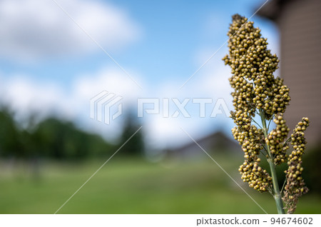 Selective focus on maturing seed head of sorghum bicolor Selective focus on maturing seed head of sorghum bicolor 94674602