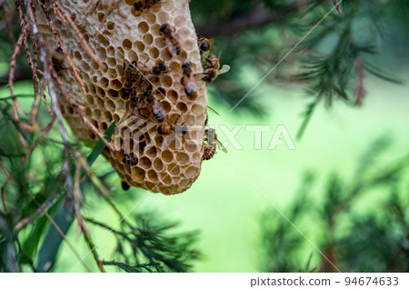 Honey bee hive being constructed on a tree branch in the wild.  94674633