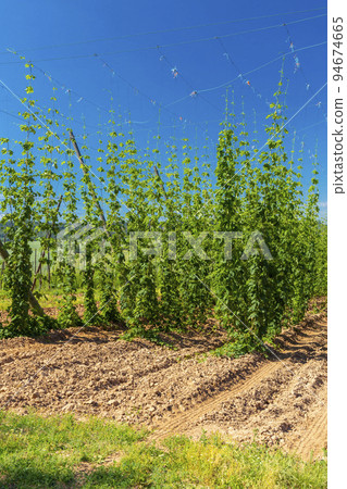 Hop field in Zatec region, Czech Republic 94674665