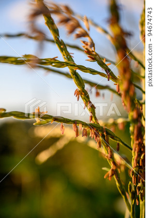 Row of sweet corn with pollen in a garden Row of sweet corn with pollen in a garden 94674743