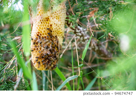 Honey bee hive being constructed on a tree branch in the wild. Honey bee hive being constructed on a tree branch in the wild. 94674747