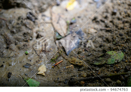 Native American Indian bird point arrowhead in creek bed  94674763