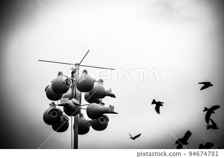 Grouping of purple martin birds perched on a raised nesting house. 94674781