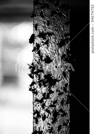Strip of yellow sticky fly paper covered with insects. Strip of yellow sticky fly paper covered with insects. 94674792