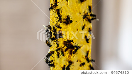 Strip of yellow sticky fly paper covered with insects. Strip of yellow sticky fly paper covered with insects. 94674810