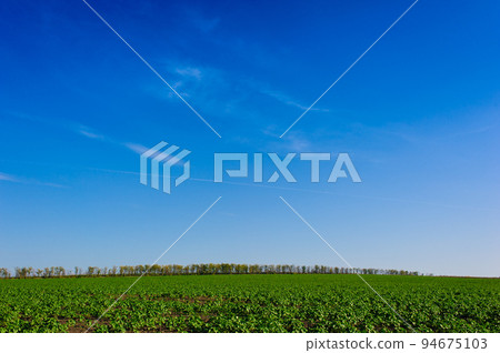 Ukrainian Green Field of wheat, blue sky and sun, white clouds. wonderland. The unripe green wheat field under summer sunset sky with clouds. The unripe green wheat field under summer sunset sky with 94675103