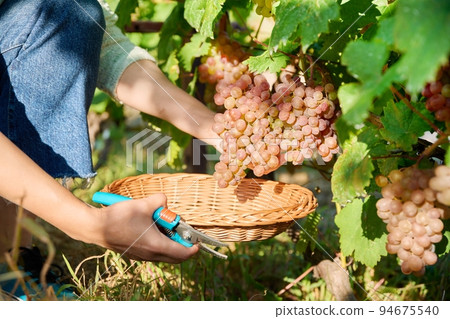 Close-up of hand cutting harvest of pink grapes, in vineyard Close-up of hand cutting harvest of pink grapes, in vineyard 94675540