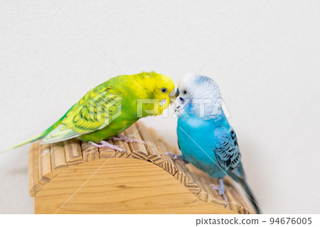[Pet] A budgie that will preen its feathers 94676005