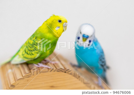 [Pet] A budgie that notices something on the way 94676006