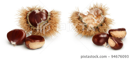 opened sweet chestnut in its spiky husk isolated on white background opened sweet chestnut in its spiky husk isolated on white background 94676093