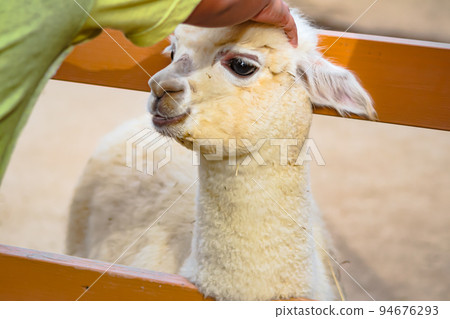 Alpaca Children [Yamakoshi Alpaca Ranch] Nagaoka City 94676293