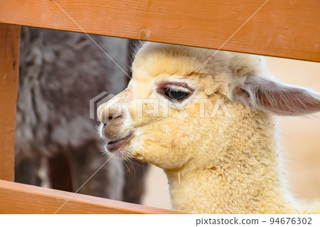 羊駝兒童[山越羊駝牧場] 長岡市 94676302