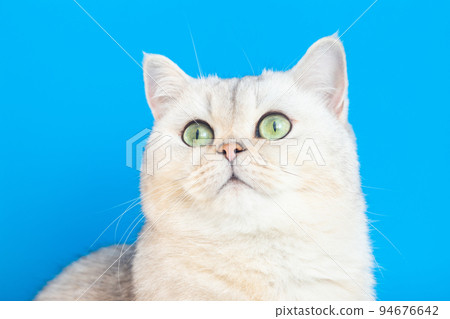 Close up of adorable white cat on a blue background, Close up of adorable white cat on a blue background, 94676642